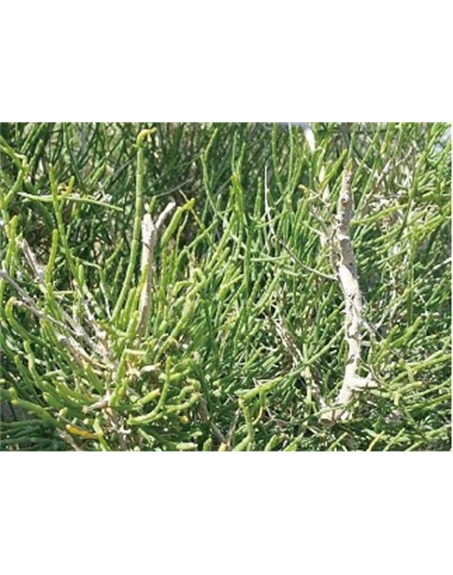 標(biāo)題：名貴樹(shù)種
瀏覽次數(shù)：1625
發(fā)表時(shí)間：2020-10-17