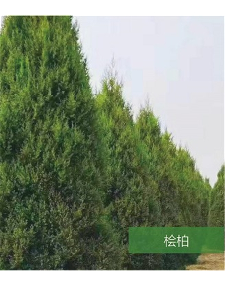 標(biāo)題：名貴樹種
瀏覽次數(shù)：1538
發(fā)表時(shí)間：2020-10-17