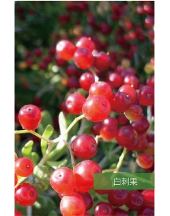 標題：名貴樹種
瀏覽次數(shù)：1492
發(fā)表時間：2020-10-17