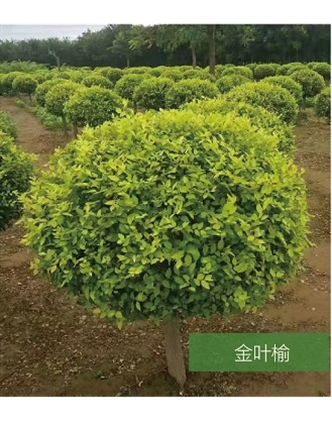 標(biāo)題：名貴樹種
瀏覽次數(shù)：1507
發(fā)表時(shí)間：2020-10-17