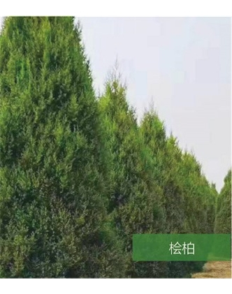標(biāo)題：名貴樹種
瀏覽次數(shù)：1537
發(fā)表時(shí)間：2020-10-17