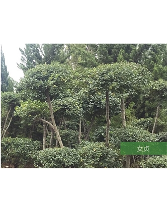 標(biāo)題：名貴樹種
瀏覽次數(shù)：1534
發(fā)表時(shí)間：2020-10-17