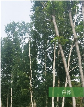 標(biāo)題：名貴樹種
瀏覽次數(shù)：1581
發(fā)表時(shí)間：2020-10-17
