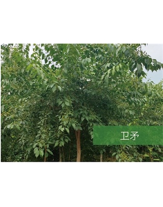 標(biāo)題：喬灌木
瀏覽次數(shù)：2170
發(fā)表時(shí)間：2020-10-17